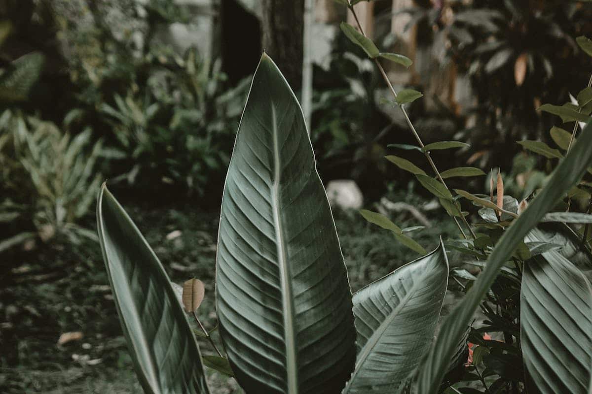 plantes extérieur